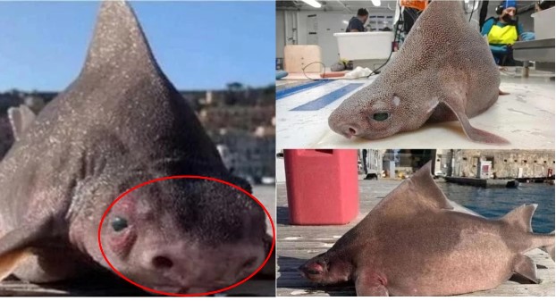 Tìm thấy xác loài 'thủy quái' thân cá mập, mặt lợn đầy dị hợm, đội hải quân sửng sốt khi đến gần