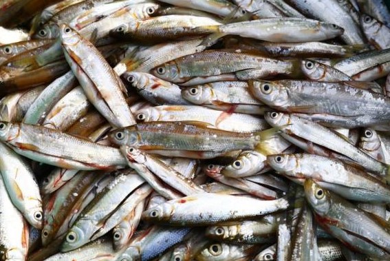 Loại cá ngày xưa chỉ 'muối cho lợn ăn' đến chán ngán, nay thành đặc sản được bán với giá 300.000 đồng/kg