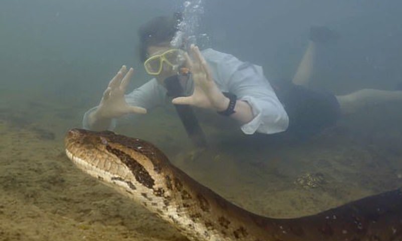 Phát hiện loài trăn anaconda khổng lồ hoàn toàn mới, to lớn thuộc hàng nhất thế giới