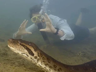Phát hiện loài trăn anaconda khổng lồ hoàn toàn mới, to lớn thuộc hàng nhất thế giới
