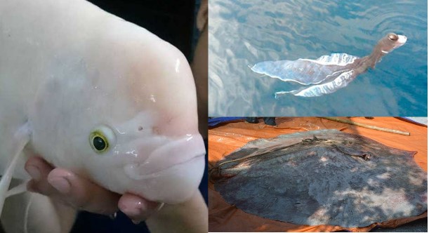 Những lần ‘thủy quái’ xuất hiện tại Việt Nam khiến dư luận sững sờ, số 1 là loài gắn với tâm linh