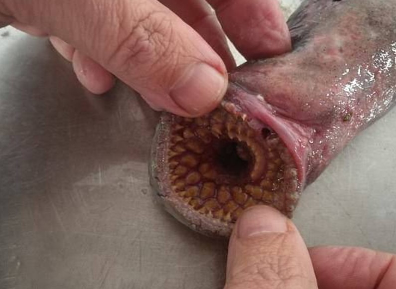 Đi dạo biển, tình cờ phát hiện sinh vật kỳ dị chuyên hút máu