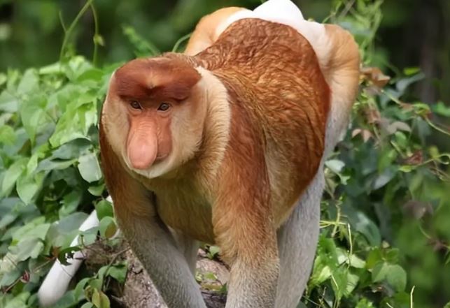 Mũi to liệu có liên quan đến khả năng sinh sản? Nhìn loại vật này là biết được sự thật!