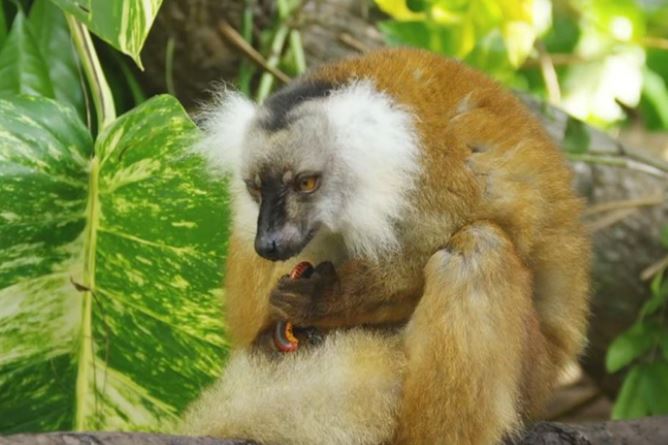 Loài vật là 'dân chơi' đẳng cấp nhất hành tinh, nhai cuốn chiếu để tăng hưng phấn