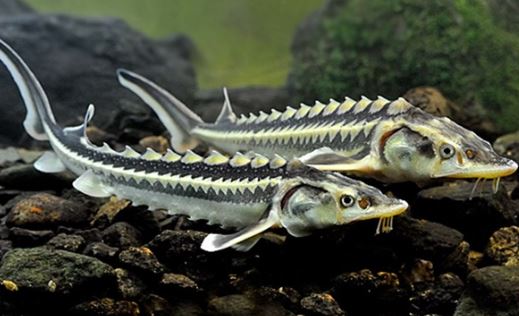 Loài động vật cùng thời với khủng long nay vẫn tồn tại ở Việt Nam, chỉ có 2 nơi đủ điều kiện nuôi