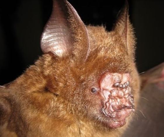 Lo&#xE0;i &#x111;&#x1ED9;ng v&#x1EAD;t k&#x1EF3; d&#x1ECB; &#x111;&#x1B0;&#x1EE3;c ph&#xE1;t hi&#x1EC7;n &#x1EDF; Vi&#x1EC7;t Nam, c&#xF3; ngo&#x1EA1;i h&#xEC;nh g&#xE2;y &#xE1;m &#x1EA3;nh ch&#x1EC9; sau c&#xE1;i nh&#xEC;n &#x111;&#x1EA7;u ti&#xEA;n