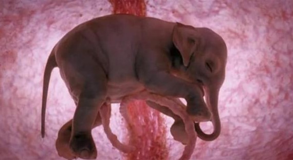 Loài động vật nào có thời gian mang thai dài nhất thế giới?