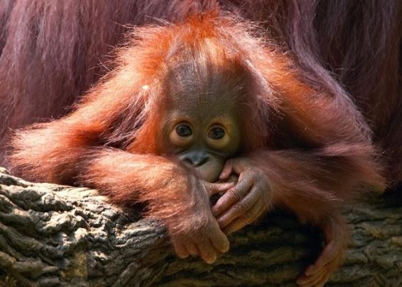 7 loài vật quý hiếm nhất hành tinh sắp biến mất vĩnh viễn, Việt Nam hãnh diện sở hữu 1 loài vô giá