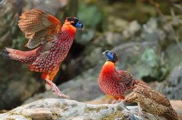 Việt Nam hãnh diện sở hữu loài chim quý hiếm, có nguy cơ tuyệt chủng, đẹp đến không rời được mắt