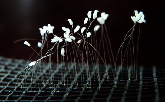 Bí ẩn ‘hoa Phật’ 3.000 năm mới nở 1 lần mọc đầy ở Việt Nam: Cả thế giới sốt sắng, sự thật mới ngã ngửa