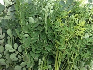 Nó là rau và cũng là 'thịt bò của người nghèo', tốt ngang tổ yến, nhân sâm, ngoài chợ lúc nào cũng có nhưng ít người biết đến