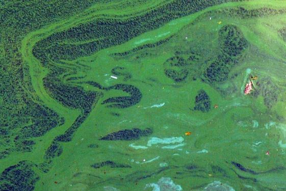 Top động vật cổ xưa nhất Trái đất vẫn tồn tại: 2 loại rất phổ biến ở Việt Nam, bất ngờ trước cái tên lâu đời nhất