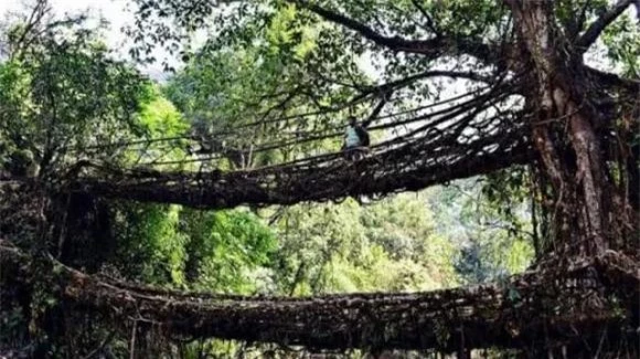 cầu dễ cây, cầu độc đáo, 