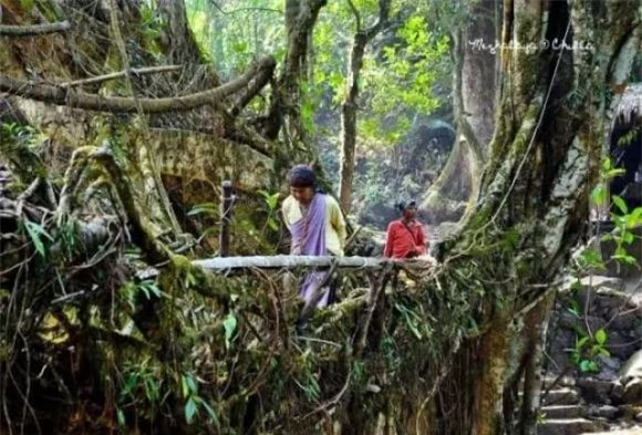 cầu dễ cây, cầu độc đáo, 