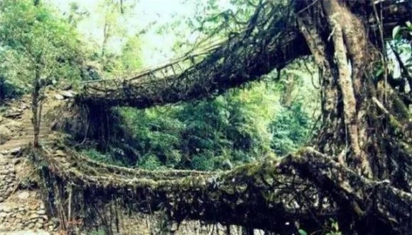 cầu dễ cây, cầu độc đáo, 