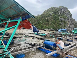 Ngân hàng Nhà nước yêu cầu kịp thời hỗ trợ khách hàng bị thiệt hại do bão Yagi