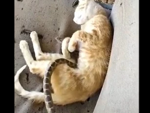 CLIP: Chú mèo con giật mình vì "cuộc ghé thăm" bất ngờ của một con rắn đã khiến cộng đồng mạng dậy sóng, nhưng sự thật đằng sau lại khiến nhiều người phẫn nộ hơn là giải trí