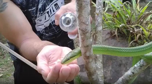 CLIP: Ngỡ ngàng trước khoảnh khắc rắn xanh uống nước từ lòng bàn tay người