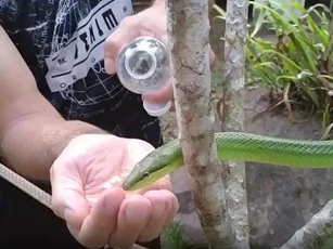 CLIP: Ngỡ ngàng trước khoảnh khắc rắn xanh uống nước từ lòng bàn tay người