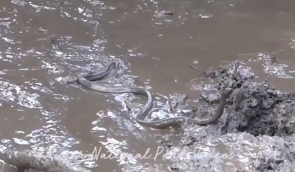 CLIP: Cuộc chạm trán định mệnh giữa trâu rừng và rắn độc đáng sợ