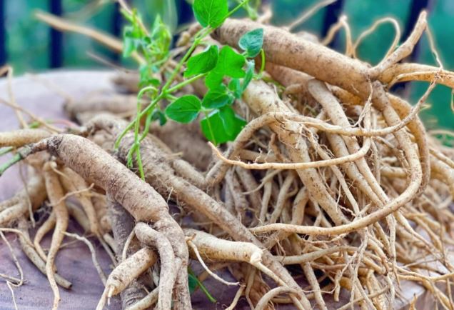 1 loại củ của Việt Nam được ví như ‘nhân sâm của người nghèo’ là loại thuốc giúp ‘trường thọ’