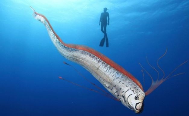 Loài cá xương dài nhất thế giới có thể 'tiên tri' động đất, được mệnh danh 'thợ săn' kiên nhẫn lẩn khuất ở độ sâu 1.000m