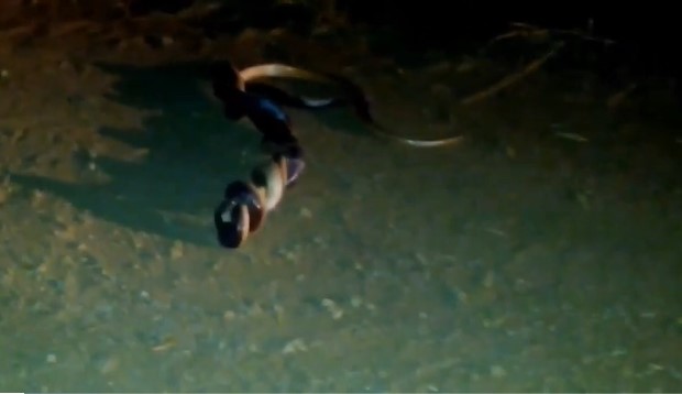 CLIP: Trận tử chiến giữa hai con rắn cạp nia thuộc 'tứ đại nọc độc', kết cục đầy bất ngờ