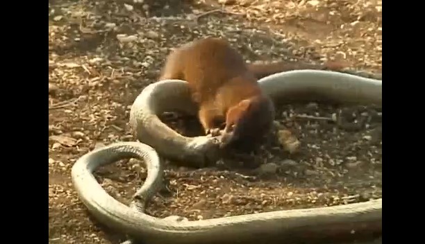 CLIP: Cuộc chiến đầy kịch tính giữa hổ mang chúa và cầy Mangut, rắn độc bại trận ra sao?