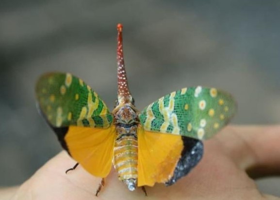 Loài côn trùng cực độc lạ được mệnh danh 'voi biết bay' của Việt Nam, vị ngon hơn thịt gà, ở nước ngoài bán hơn 2 triệu/kg