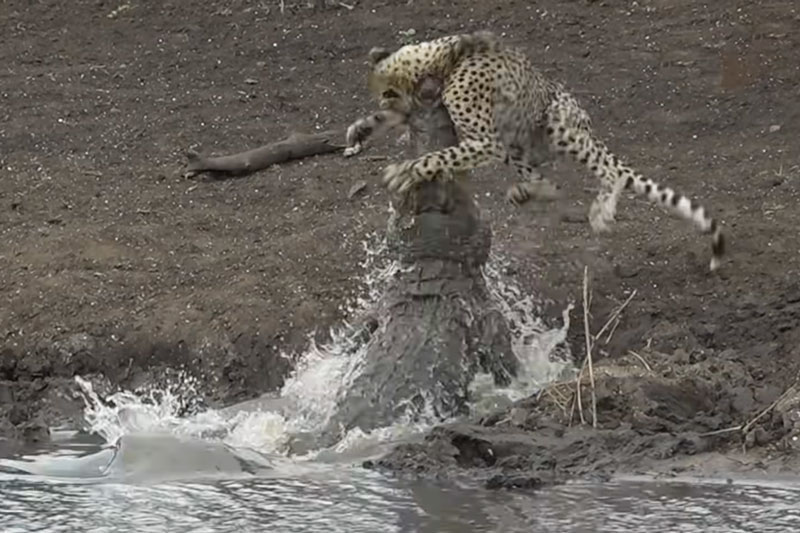 CLIP: Mất cảnh giác, báo săn bị cá sấu tóm gọn