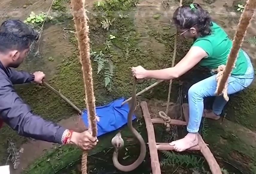 Clip: Người phụ nữ liều mình trèo xuống giếng giải cứu rắn hổ mang bị mắc kẹt