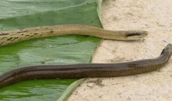 Rắn không sợ con gì nhưng lại sợ lươn, coi như thiên địch! Tại sao lươn không hề có độc, nhưng rắn ít khi dám đụng tới?