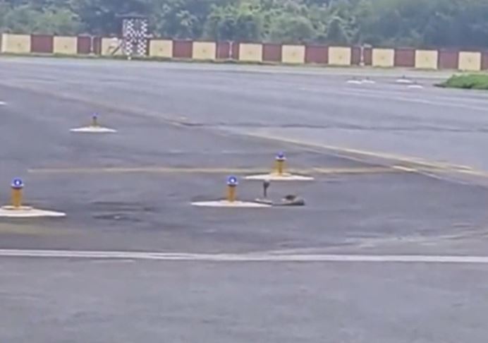 Clip: Rắn hổ mang đụng độ 'kẻ thù truyền kiếp' và cái kết bất ngờ