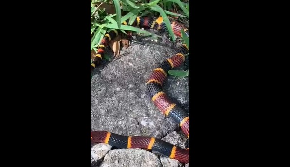 CLIP: Cuộc đối đầu kịch tính giữa hai loài rắn, rắn vua bị rắn san hô cực độc nuốt chửng