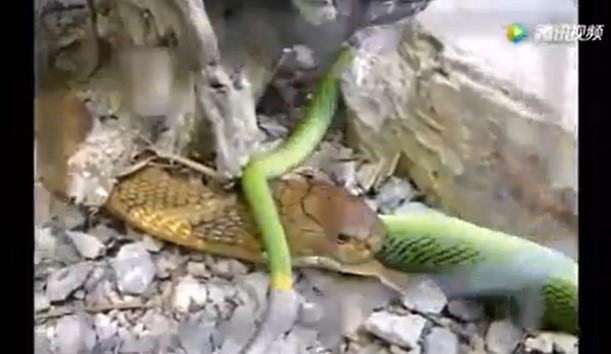 CLIP: Cuộc chạm trán sinh tử giữa hổ mang chúa và rắn lục đuôi đỏ, kẻ mạnh thật sự lộ diện