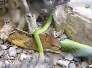CLIP: Cuộc chạm trán sinh tử giữa hổ mang chúa và rắn lục đuôi đỏ, kẻ mạnh thật sự lộ diện