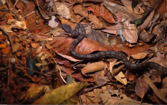 CLIP: Rắn hổ mang chúa 4 mét kết liễu đối thủ rắn Viper Malabar cực độc