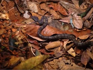 CLIP: Rắn hổ mang chúa 4 mét kết liễu đối thủ rắn Viper Malabar cực độc