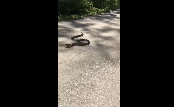 CLIP: "Sát thủ" rắn vua lạnh lùng kết liễu rắn Copperhead độc địa trong cuộc đối đầu định mệnh