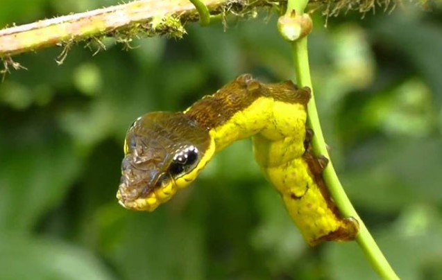 Ngã ngửa với sinh vật "rắn lai sâu" - Ví dụ cho thấy mọi thứ trên đời này có thể đi từ kỳ thú đến đáng sợ trong 1 nốt nhạc