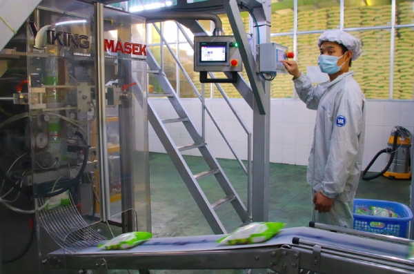 Sản xuất mía đường niên vụ 2023-2024: Nhiều diễn biến đáng chú ý 