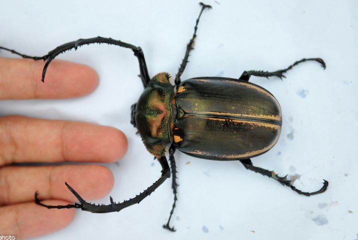 Nhóm học sinh tiểu học tìm thấy loài côn trùng từng được cho là tuyệt chủng: Giá hơn 3 tỷ đồng một con