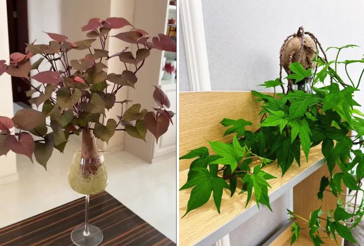 Trồng khoai lang thủy canh trong phòng khách, cô gái biến căn nhà nhỏ thành "khu vườn xanh" đầy sáng tạo và nghệ thuật