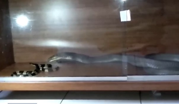 CLIP: Cuộc chiến sinh tử của 2 loài rắn cực độc, ai sẽ là kẻ chiến thắng?