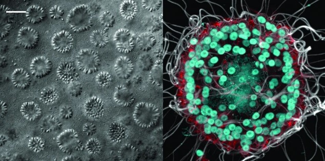 Mỹ: Sinh vật lạ ở "hồ nước độc" tiết lộ nguồn gốc sự sống