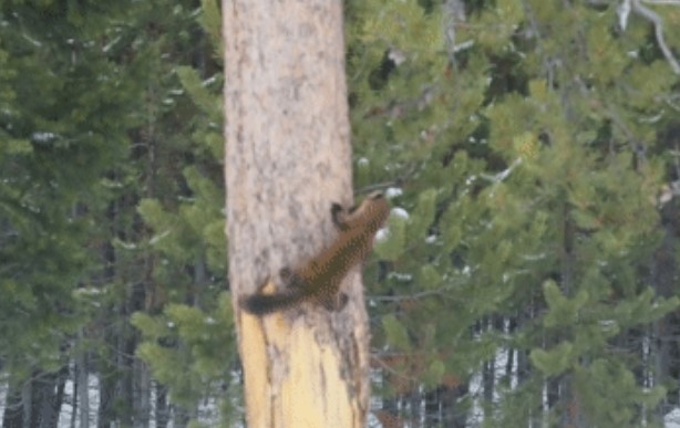 CLIP: Cuộc rượt đuổi căng thẳng giữa sóc đỏ và chồn thông, trí tuệ làm nên sự khác biệt