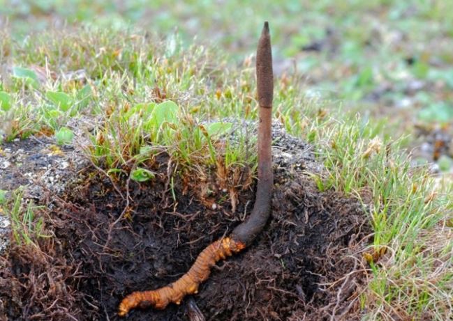 Loại 'cỏ dại' có ở Việt Nam đắt ngang 1 căn chung cư, giá lên đến 2,2 tỷ/kg, nông dân trồng kiếm tiền tỷ