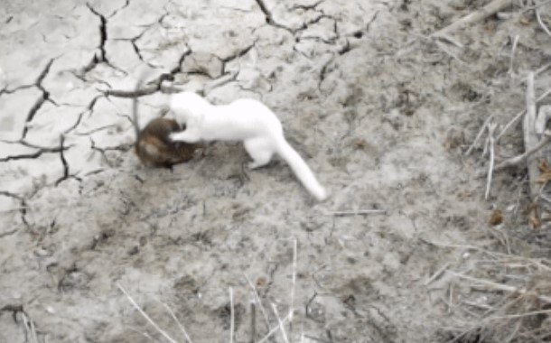 CLIP: Cuộc chiến 'bốc lửa' giữa chồn nâu bạch tạng với chuột xạ hương, ai sẽ là kẻ chiến thắng