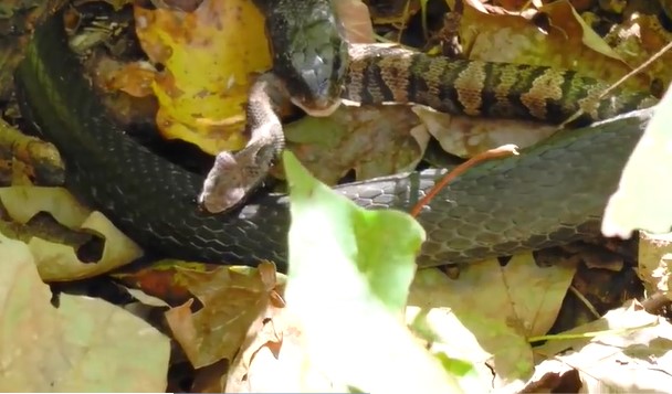 CLIP: Cuộc chạm trán sinh tử khi rắn lục độc cắn ngập nanh vào kẻ săn mồi không nọc độc