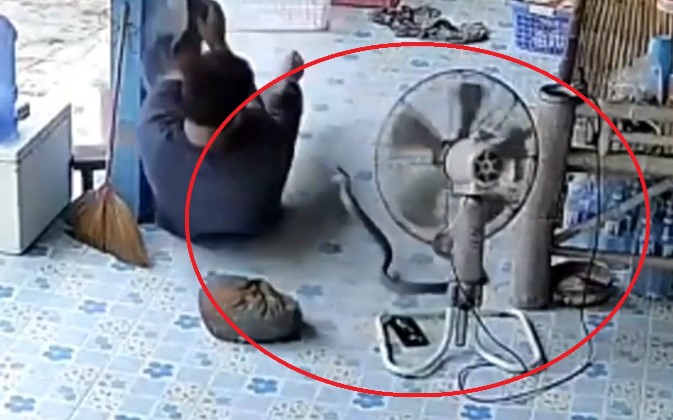 CLIP: Người đàn ông bất ngờ bị rắn tấn công khi đang say giấc ngoài hiên